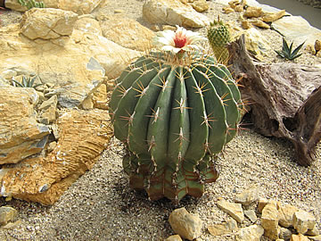 Ferocactus alamosamus, foto MR